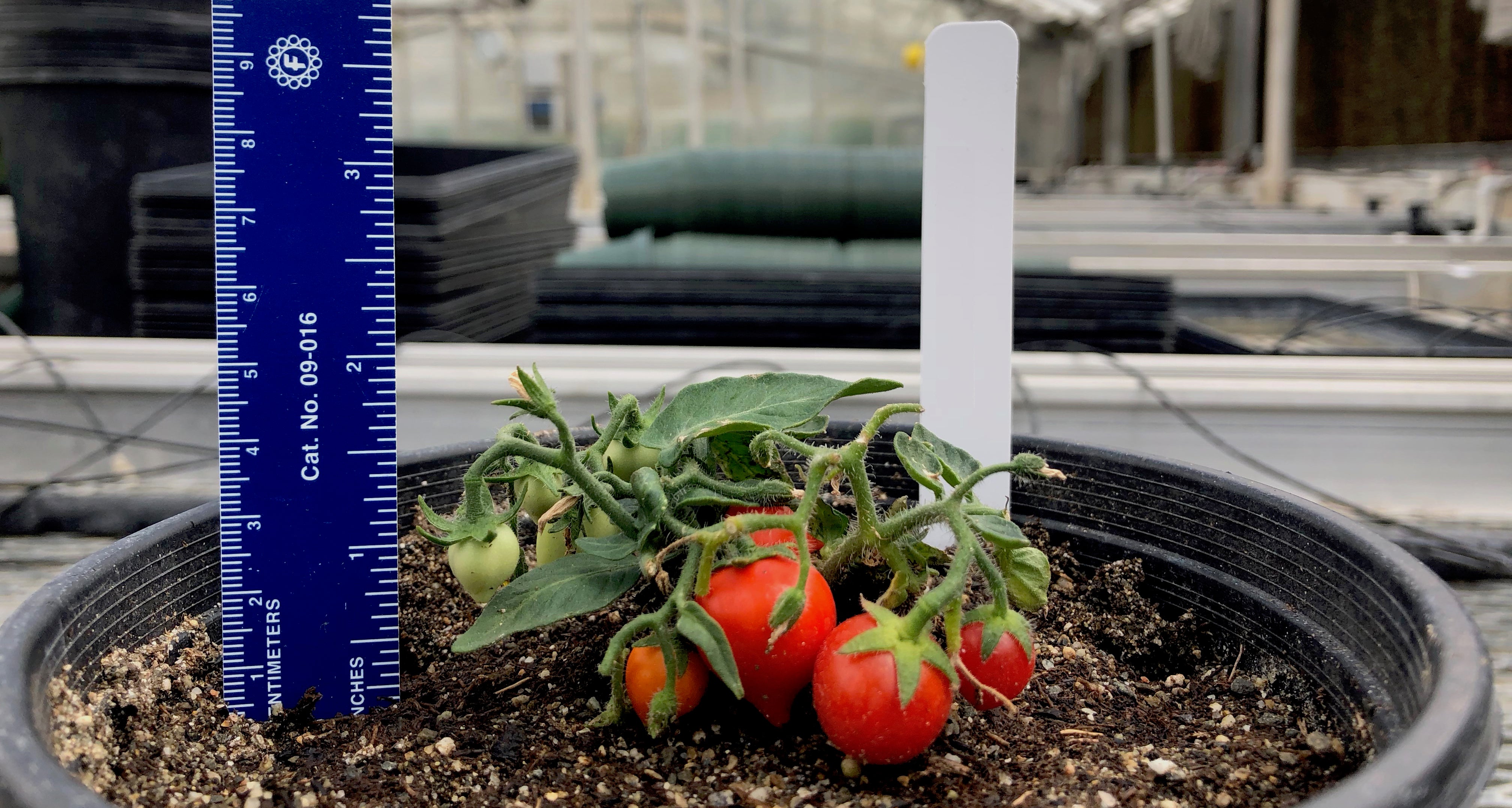 A plant next to a ruler with six SPACE tomatoes. The plant measures approximately two inches in height. The plant's largest tomatoes measures approximately a quarter of an inch, or twenty millimeters.