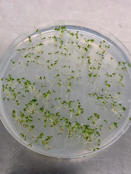 A. thaliana. Photo: Dr. Damaris Godinez