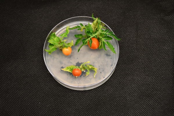 SPACE Tomatoes. Photo: Marcus Harland-Dunaway