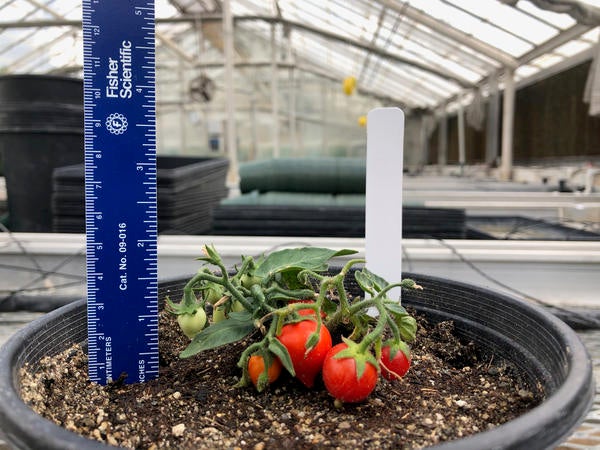 Plant next to small ruler measuring approximately two inches with six SPACE tomatoes. The largest tomato measures three quarters of an inch, or twenty centimeters.