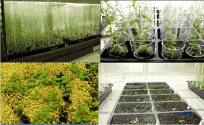 The PTRC grow room for plants like SPACE tomatoes and Arabidopsis