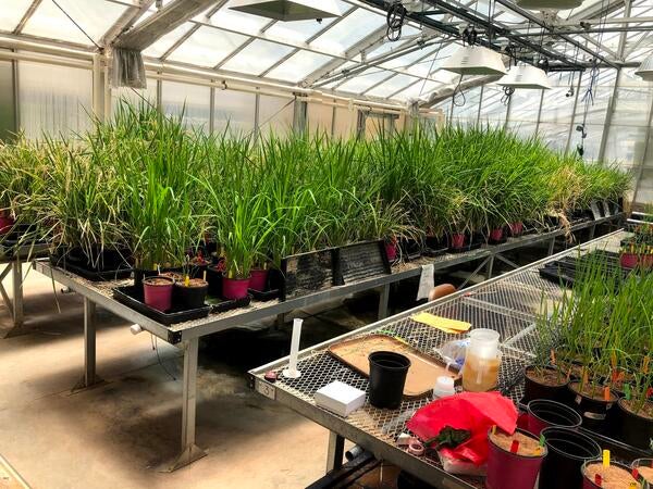 Soiless/hydroponic growing of rice (Oryza sativa) in the greenhouse