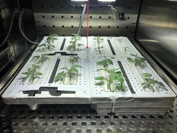 3D-printed Advanced Plant Habitat (APH) analogues testing various fertilizer concentrations to grow SPACE tomatoes in