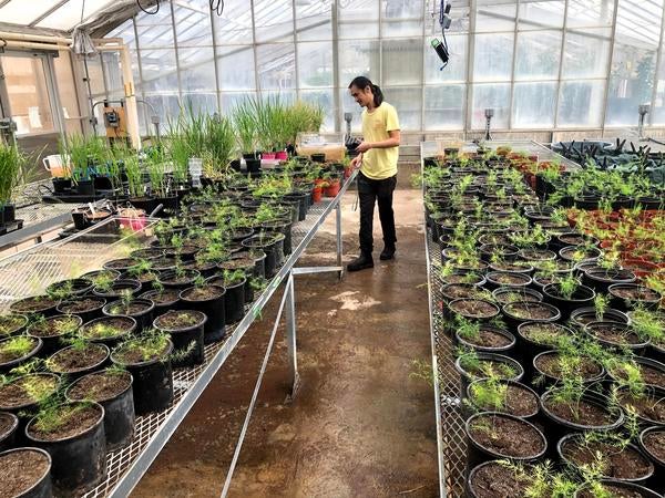 Researcher looking over (Asparagus officinalis) greenhouse propagation for a startup