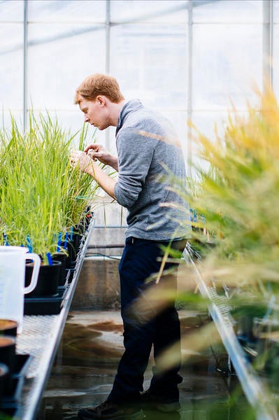 Matthew James Prior Ph.D. inspecting transformed rice resistant to flooding